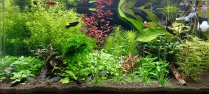 061. Akvàrium: 60-30-30  