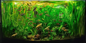 0132 . 720 l akvárium