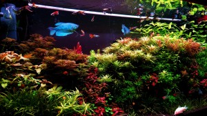 VI. helyezett :  Balázs Zoltán