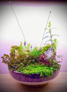 064. Egy éves wabitál.