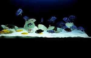 603.  II.  helyezett    Frank Dávid