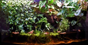 V. helyezett : Andorfer Timea