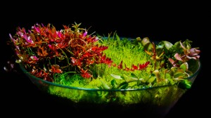 III . helyezett :  Hegyi Dániel