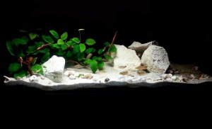 604.         I , Helyezett  Nyulasi Zsófia