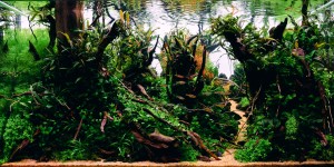 Láng Viktor : Black raven forest