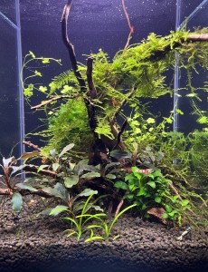 044 . Címe: This is the beginning of a beautiful... aquascaping :)