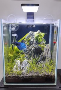 032.  Iwagumi nano aqua