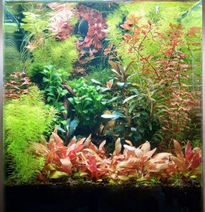 076. 30 liter (Denerle nano cube)