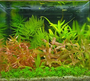 0153 . "Napi öröm"