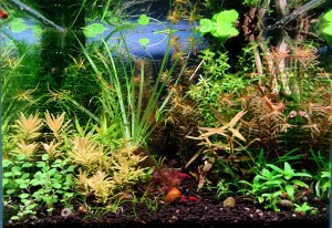 0169 .   Shrimp slash                      