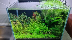 0146. BLACK NEOCARIDINA