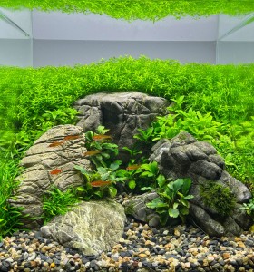 IV Helyzett : Reichardt Gábor