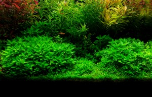 III. Helyezett : Somlyai Zoltán