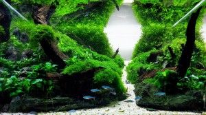 II.Helyezett :  Holló András