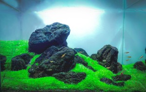  I. helyezett :  Kerekes Sándor 