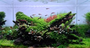 051 .  "In captivity of moss"