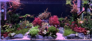 056 . 120x40x60  Miracle of the nature 