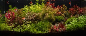 078.  Scalare Jungle