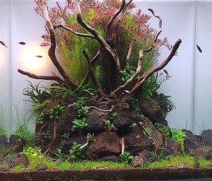 0107. "Az ébredő erőd".