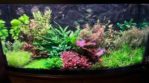 0118. 280 liter íves