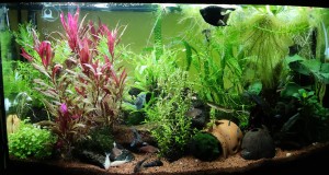 0157. A háromarcú dzsungel! 