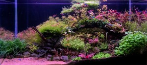 V. Helyezett : Bende Krisztián