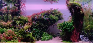 IV Helyezett : Szabó Adrián