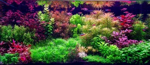 II. helyezett : Verebes Miklós