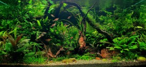 071 . (86 literes akvárium)