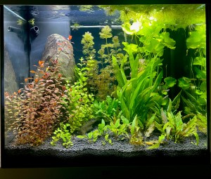 0100 . Juwel Lido 120 literes