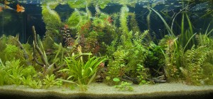 098 . 54l es akvárium