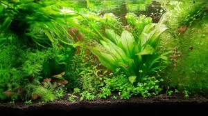 0148 . BLACK LOWTECH