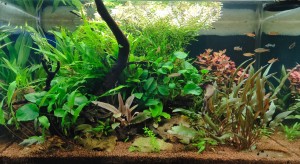 062 . 60x30x35 cm, 63 liter.