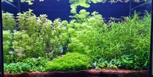 0149 . 60x30x36 (60P)