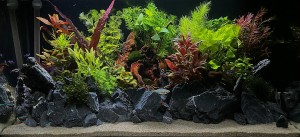 VI. Helyezett : Budai Norman