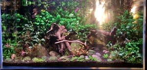 II. Helyezett : Iványi Tamás 