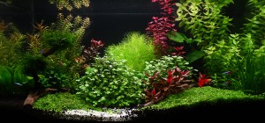 I . Helyezett : Gyüre Ottó 