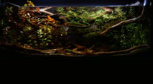 083. Valahol Dél-Karolinában (biotóp) 