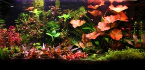 VI Helyezett : Nyeste Róbert