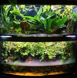 0133 . Esőerdő a nappaliban.