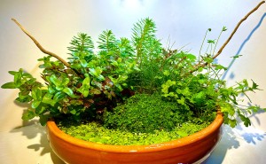 V Helyezett : Markot Imre 