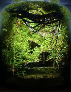 II. Helyezett : Bucskó Tamás 