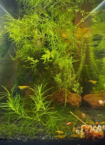 113 . Csiga paradicsom