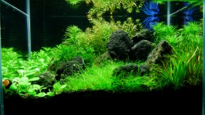 106. Little magic garden