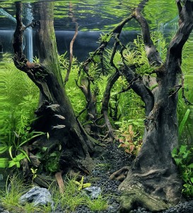 III. Helyezett :  Takács Zoltán