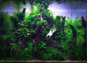 II.Helyezett  :  Kerekes Sándor 