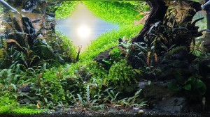 I.Helyezett :  Holló András