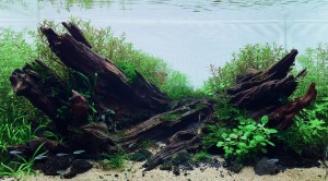 061. "Driftwoods land"