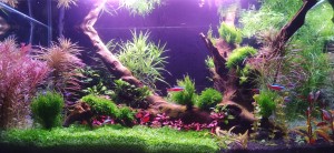 099.  70x40x36 Br.100L