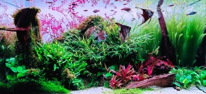 103.  Undisturbed Forest 